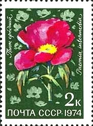 Paeonia intermedia