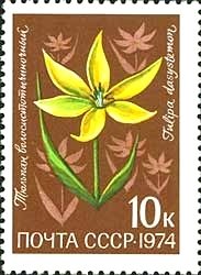Tulipa dasystemon