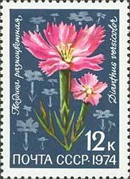 Dianthus versicolor