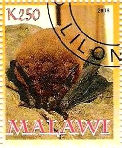 Bat