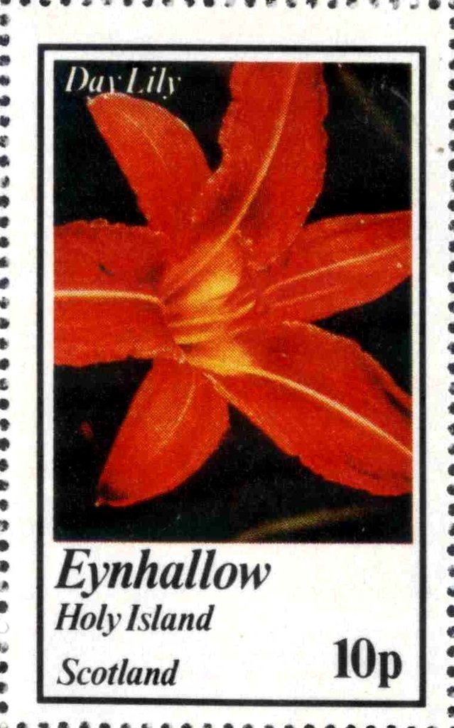 Day Lily