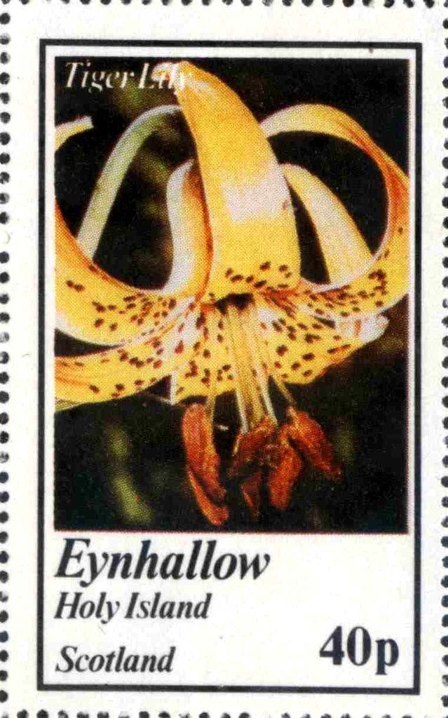 Tiger Lily