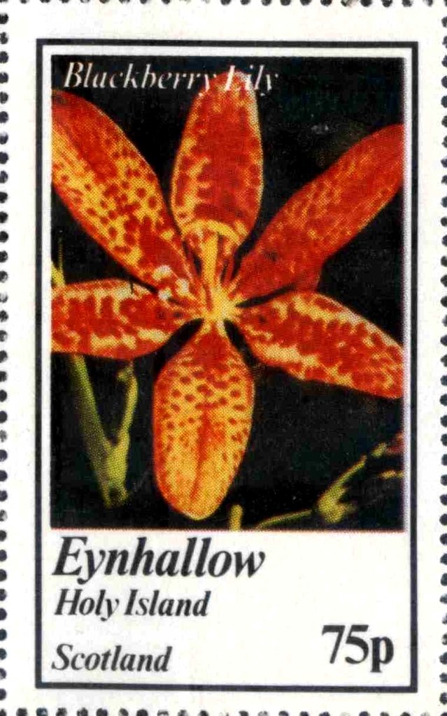 Blackberry Lily