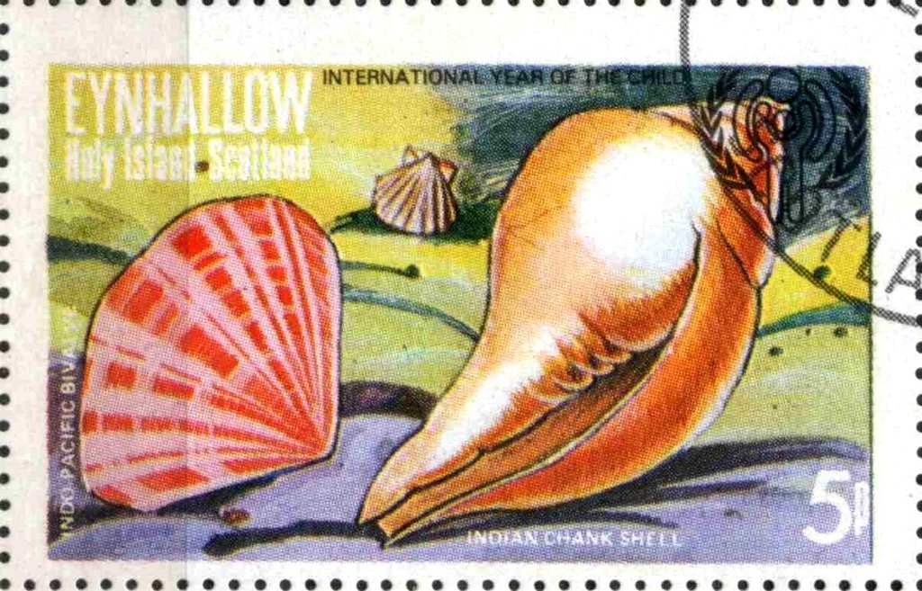 Indian Chank Shell