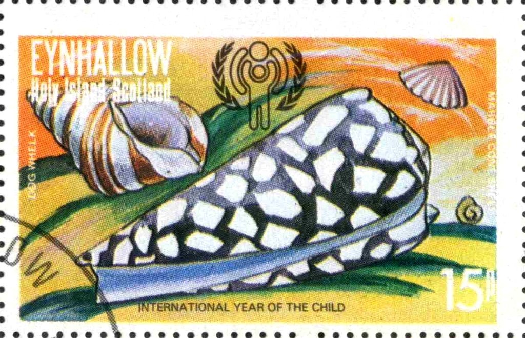 Dog Whelk