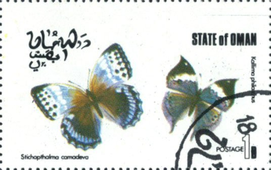 Stichopthalma camadeva, Kallima philarchus