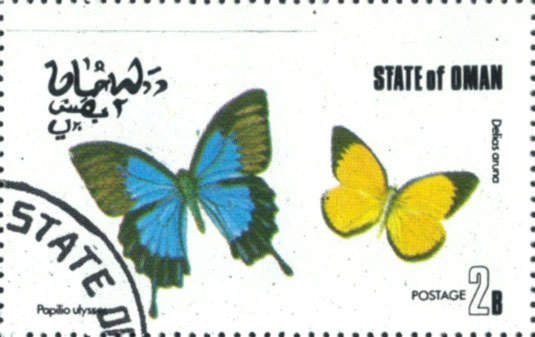 Papilio ulysses, Delias aruna