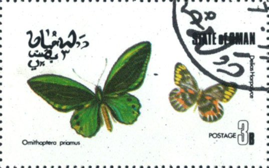 Ornithoptera priamus, Delias harpalyce