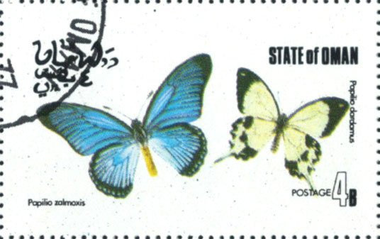 Papilio zalmoxis, Papilio dardamus