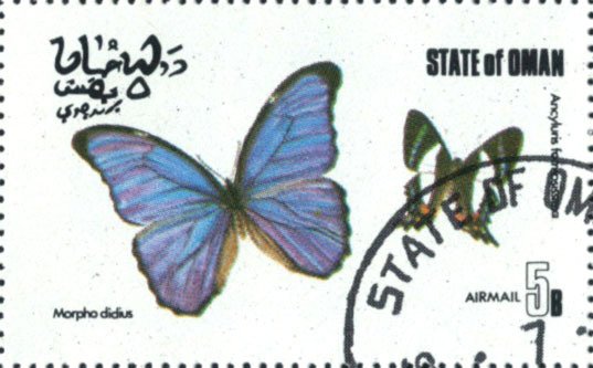 Morpho didius, Ancyluris formosissima