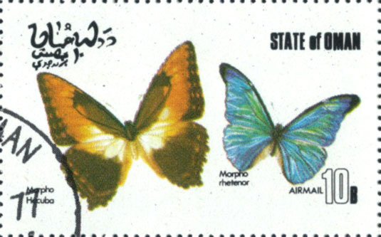 Morpho hecuba, Morpho rhetenor