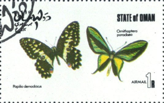 Papilio demodocus, Ornithoptera paradisea