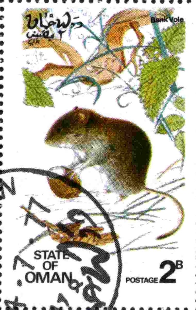 Bank Vole