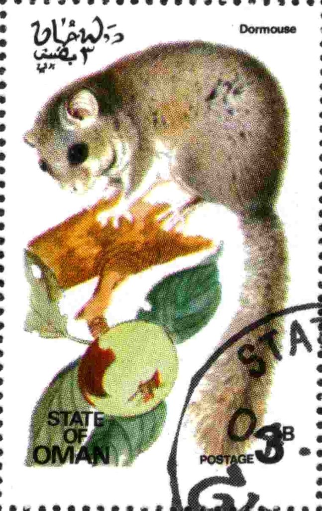 Dormouse