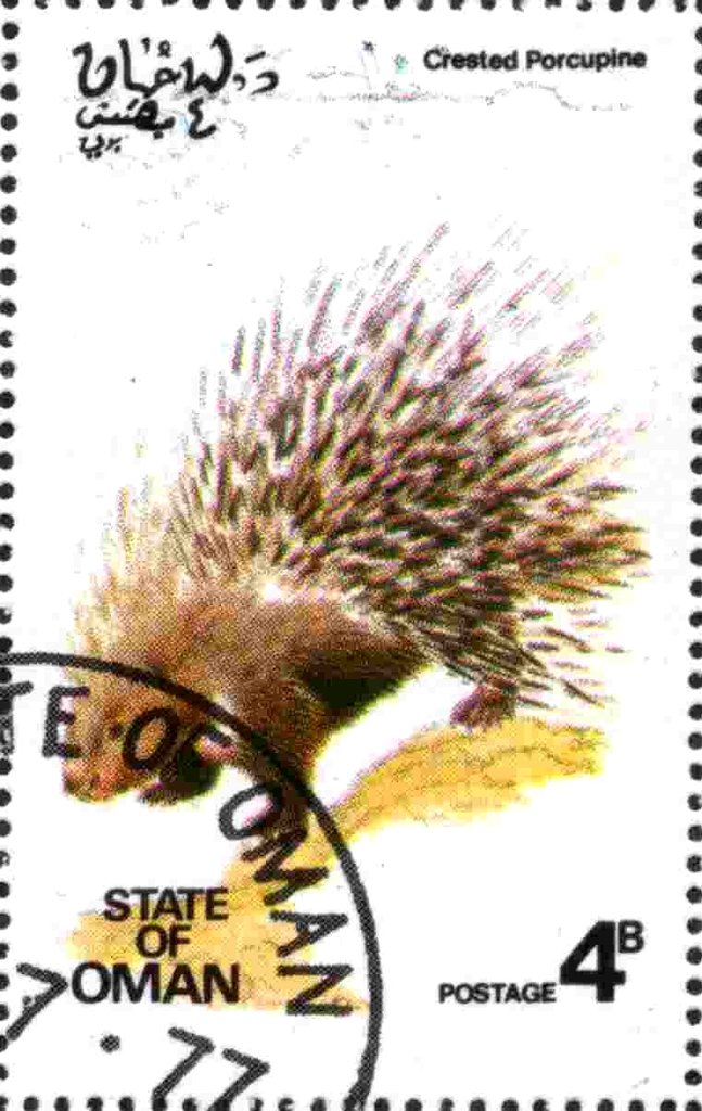 Crested Porcupine
