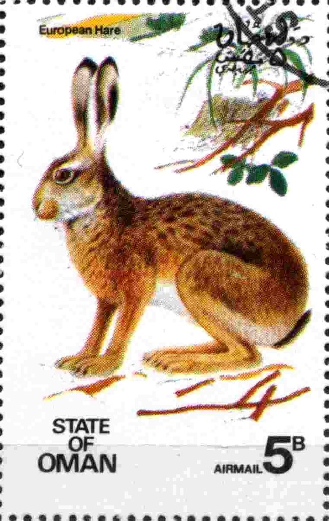 European Hare