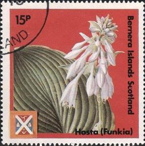 Stamp, Hosta (funkia), Cinderellas,  , Flowers