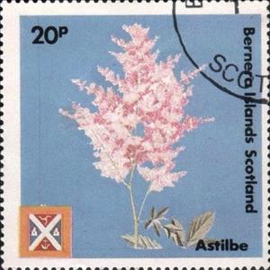 Stamp, Astilbe, Cinderellas,  , Flowers