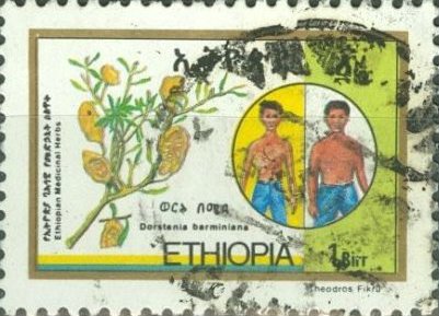 Stamp, Dorstenia barminiana, Ethiopia,  , Plants (Flora)