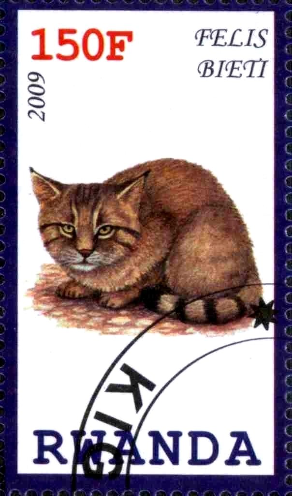 Felis Pieti