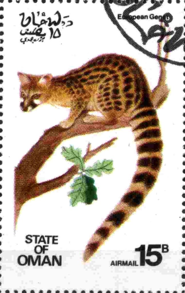 European Genet