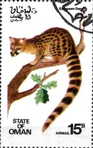 Stamp, European Genet, Cinderellas,  , Animals (Fauna)