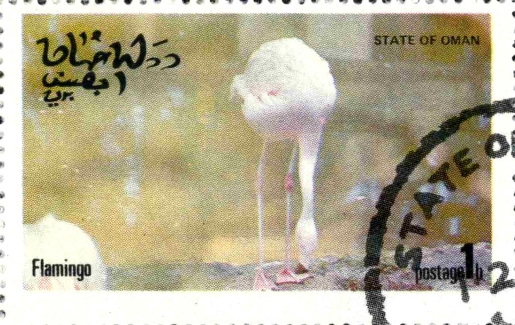Flamingo