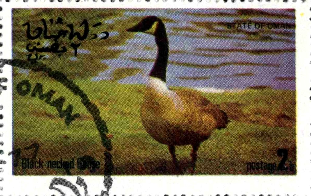 Black-neclead Goose