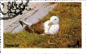 Stamp, Common Gull, Cinderellas,  , Birds