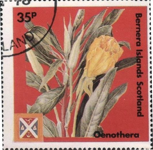 Oenothera