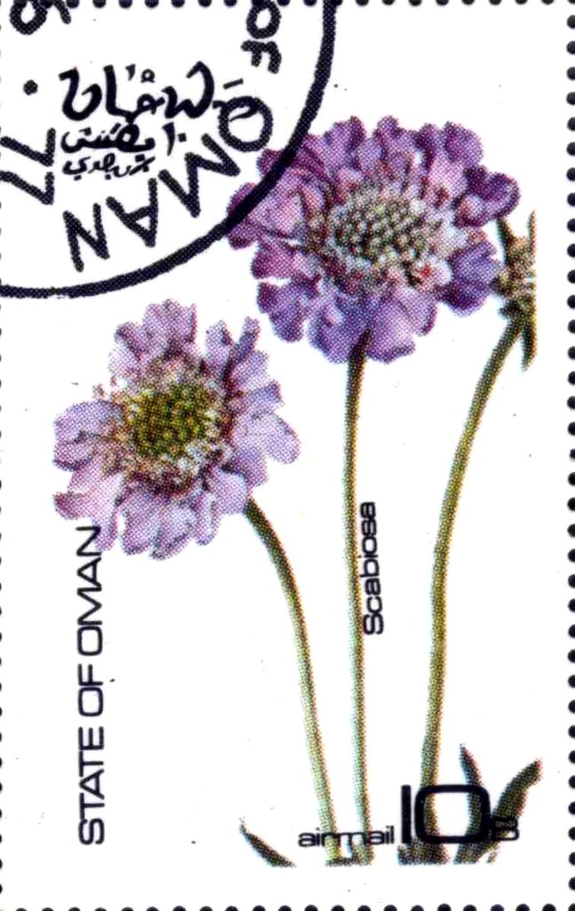 Scabiosa