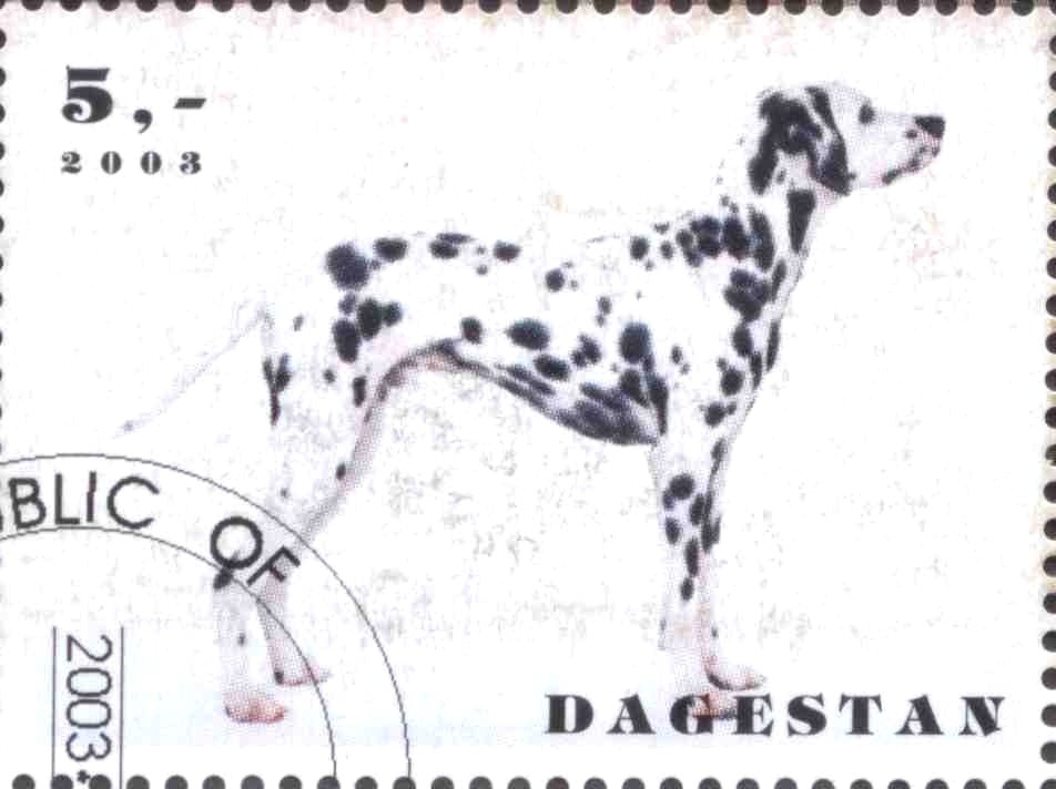 Dogs