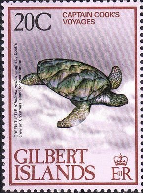 Green turtle.