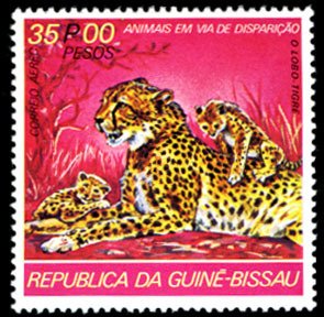 Cheetah (Acinonyx jubatus)