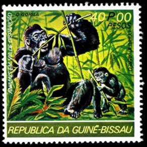 Gorilla