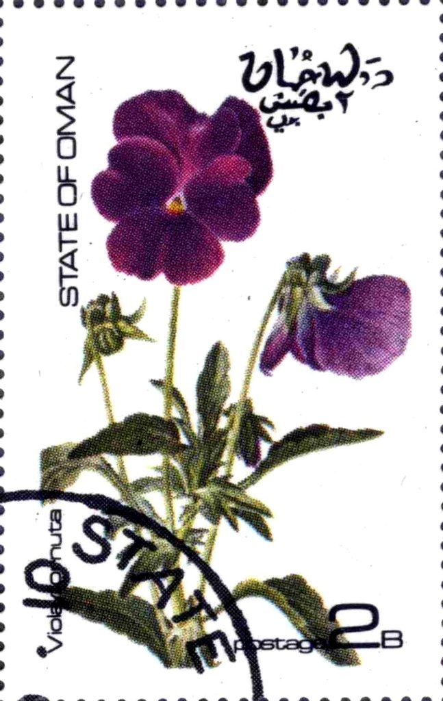 Viola ornuta