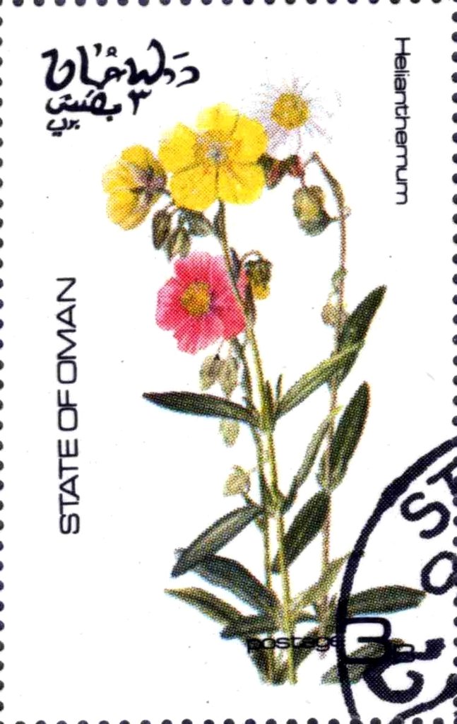 Helianthemum