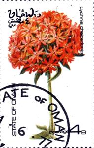 Stamp, Lychnis chalcedonica, Cinderellas,  , Flowers