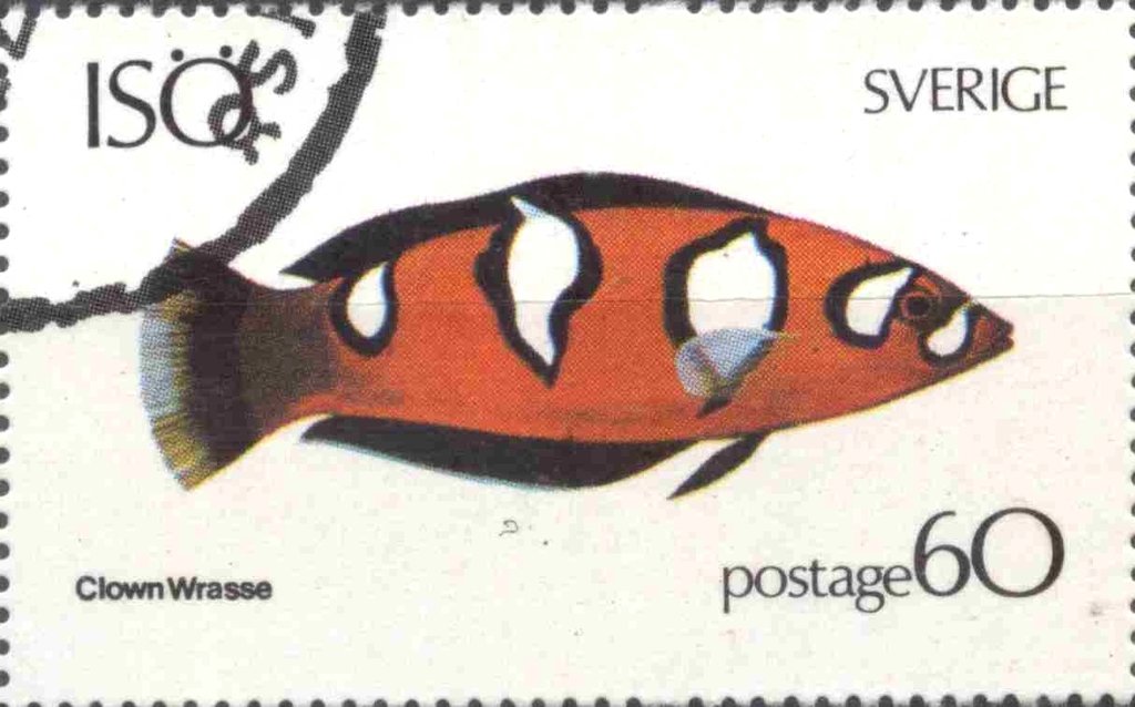 Clown wrasse