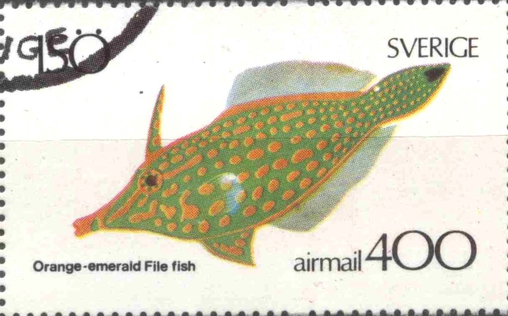 Orange emerald file fish
