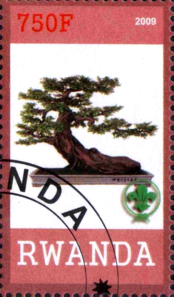 Bonsai
