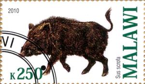 Stamp, Sus scrofa, Cinderellas,  
