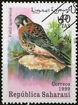 Falcons