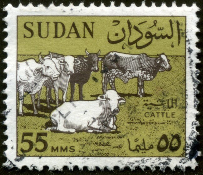 Cattle (Bos primigenius indicus) Herd