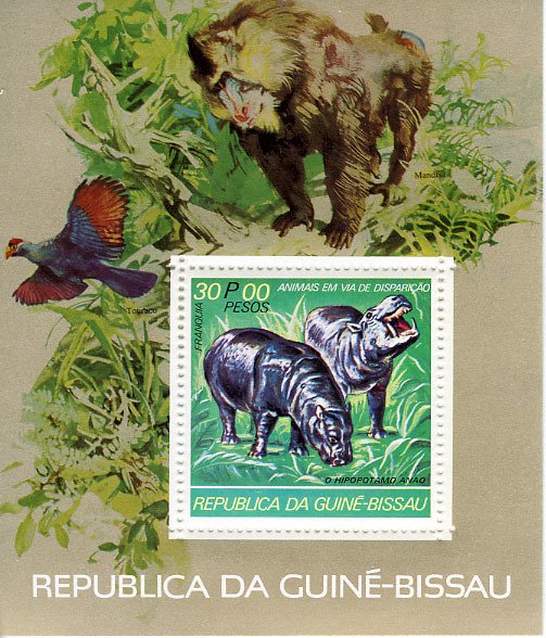 Pygmy Hippopotamus (Choeropsis liberiensis)