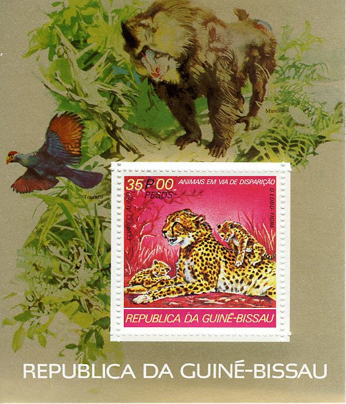 Cheetah (Acinonyx jubatus)
