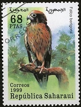 Falcons