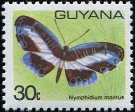 Nymphidium mantus
