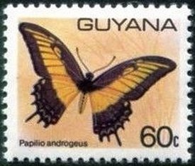Papilio androgeus