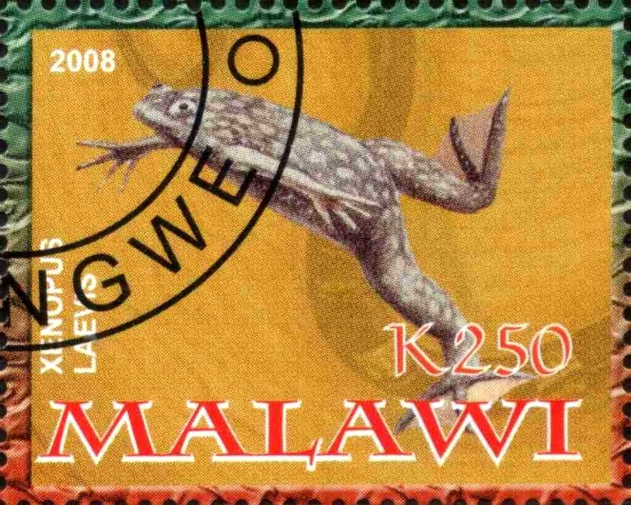 Xenopus Laevis